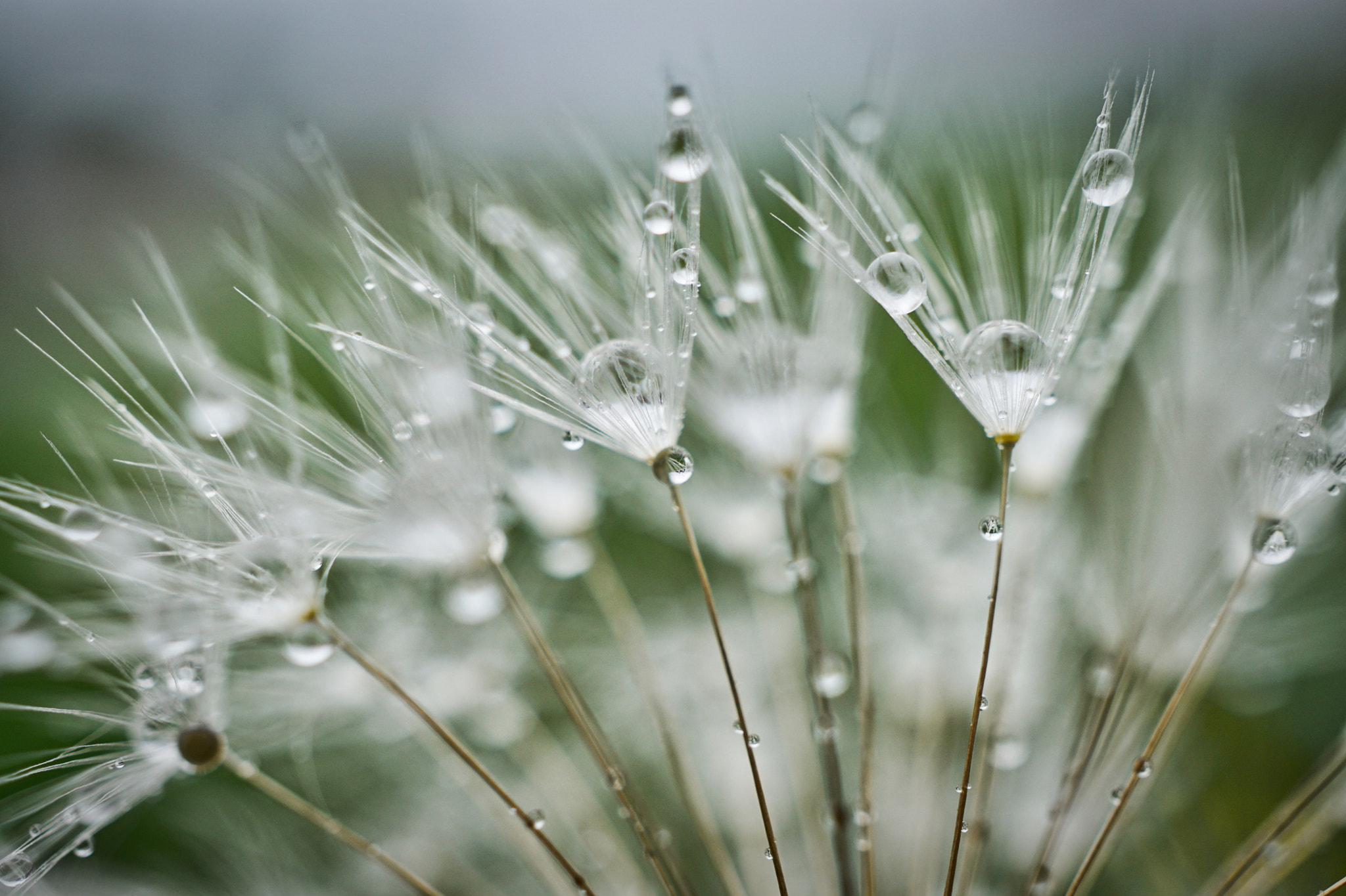 Sony E 30mm F3.5 sample photo. Dew of heaven..... photography