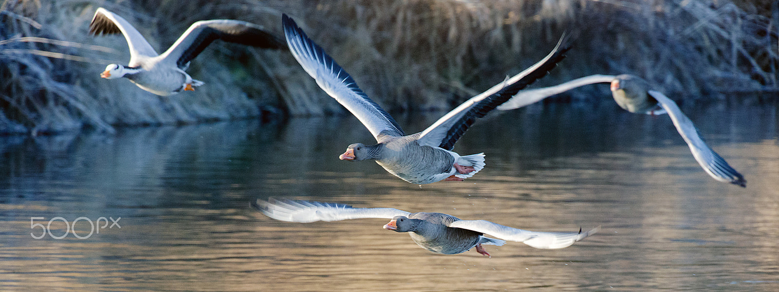 Canon EF 500mm F4L IS USM sample photo. Canada geese at take off photography