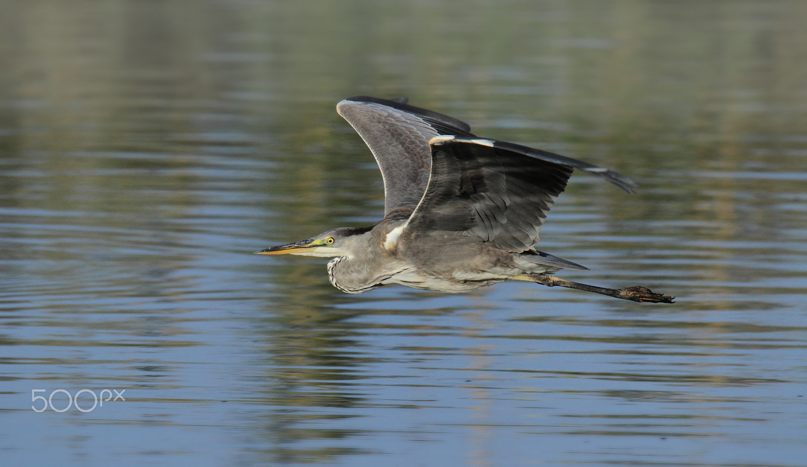 Tamron SP 150-600mm F5-6.3 Di VC USD sample photo. The grey heron (ardea cinerea) photography