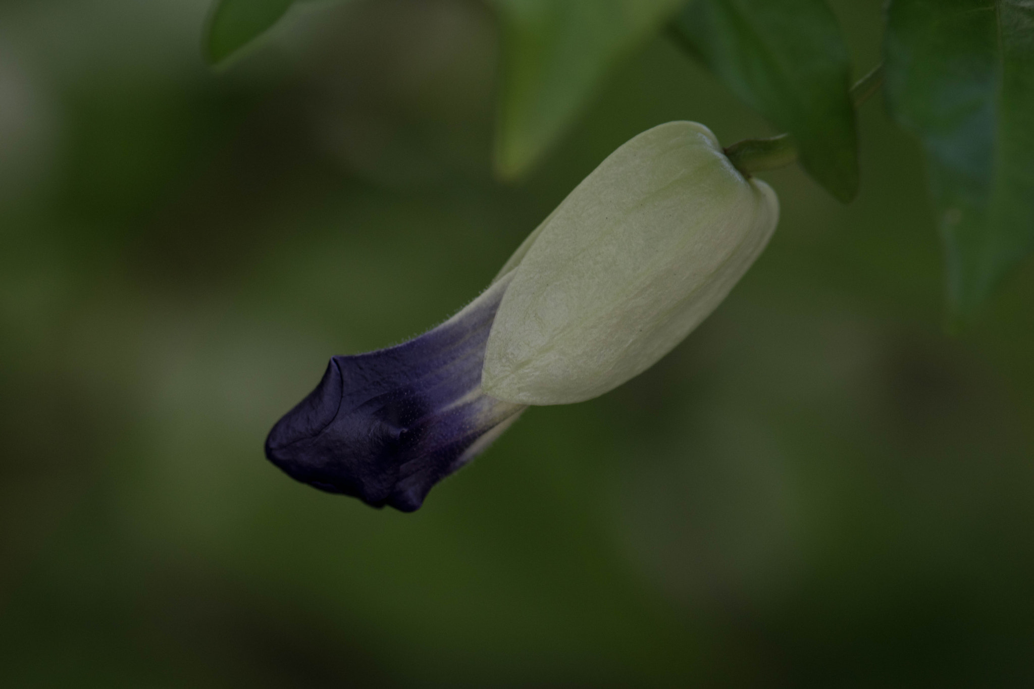 Nikon AF-S Micro-Nikkor 105mm F2.8G IF-ED VR sample photo. Flowers are amazing photography