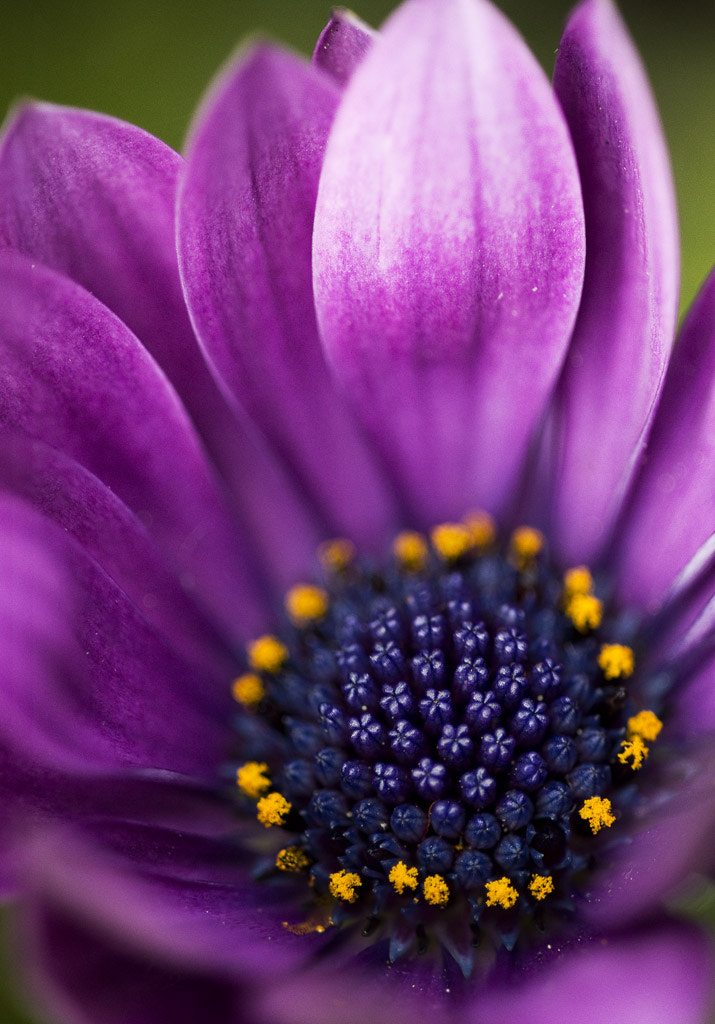 Sigma APO Macro 150mm f/2.8 EX DG HSM sample photo. Violett.. photography