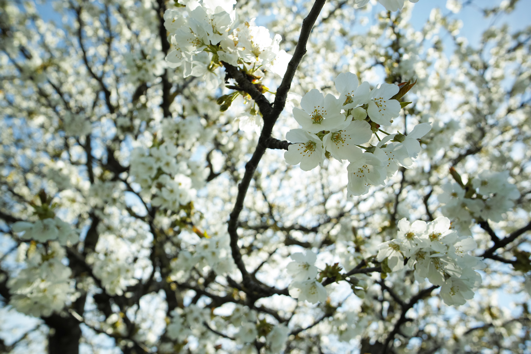 Sigma dp0 Quattro sample photo. Raw photo photography