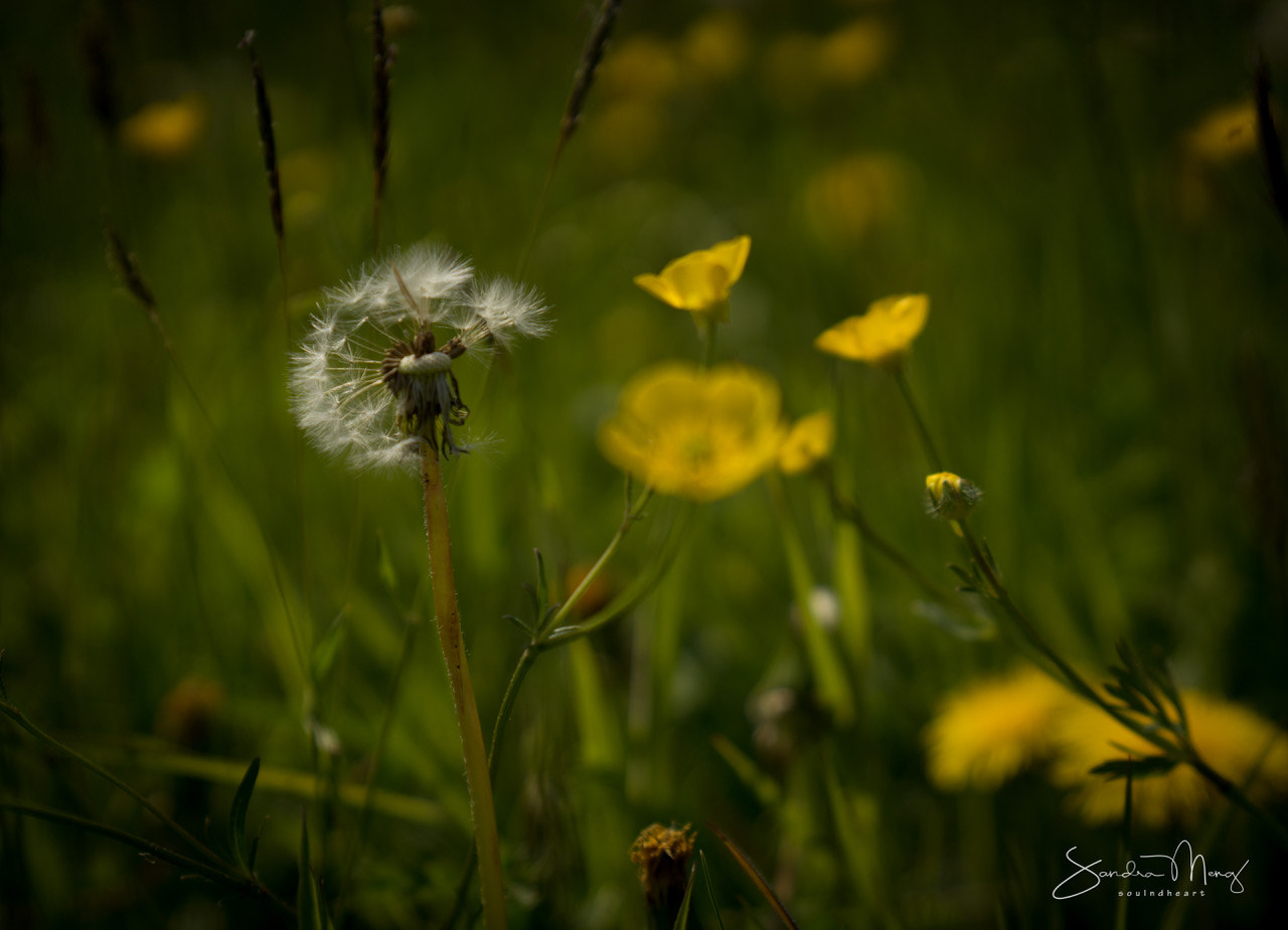 Sony FE 24-70mm F2.8 GM sample photo. Springtime photography