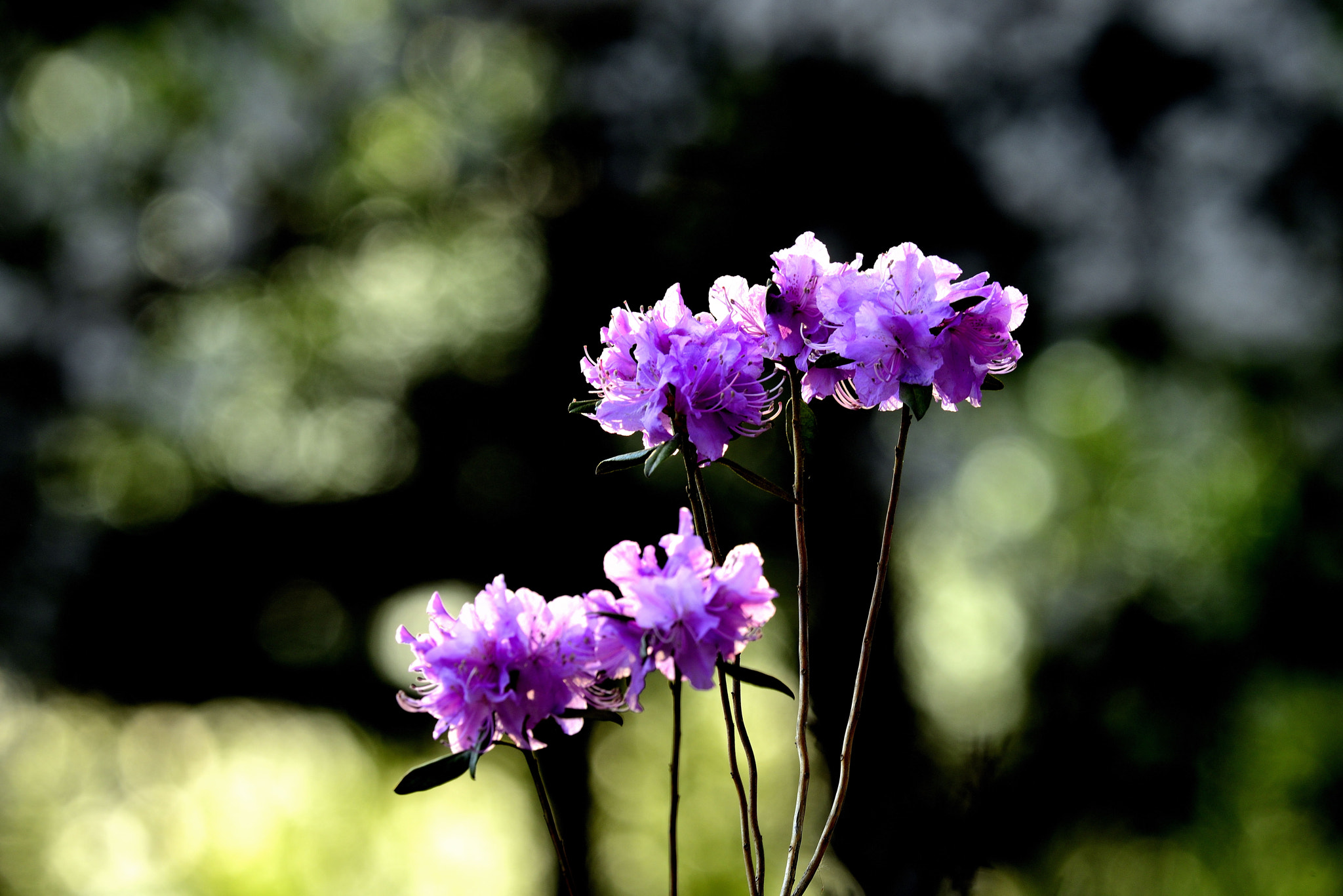 Nikon D800 sample photo. 长春御花园 photography