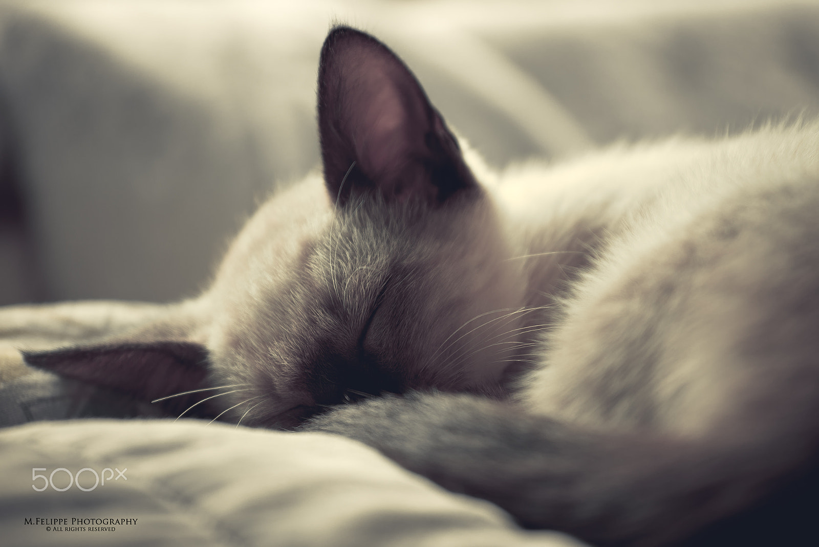 Sony a7S II + Minolta AF 28-85mm F3.5-4.5 New sample photo. Sleeping beauty photography