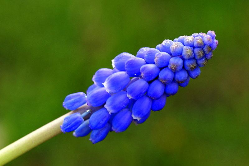 Sony Alpha DSLR-A350 sample photo. Arap sümbülü (muscari) photography