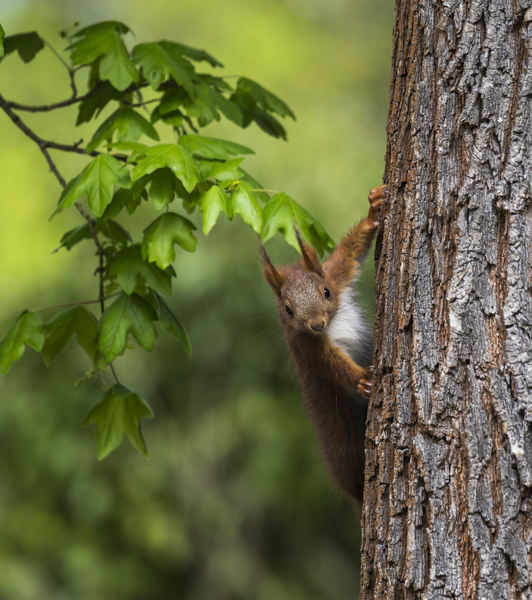 Canon EOS 6D + Canon EF 100-400mm F4.5-5.6L IS USM sample photo. Eichhörnchen photography