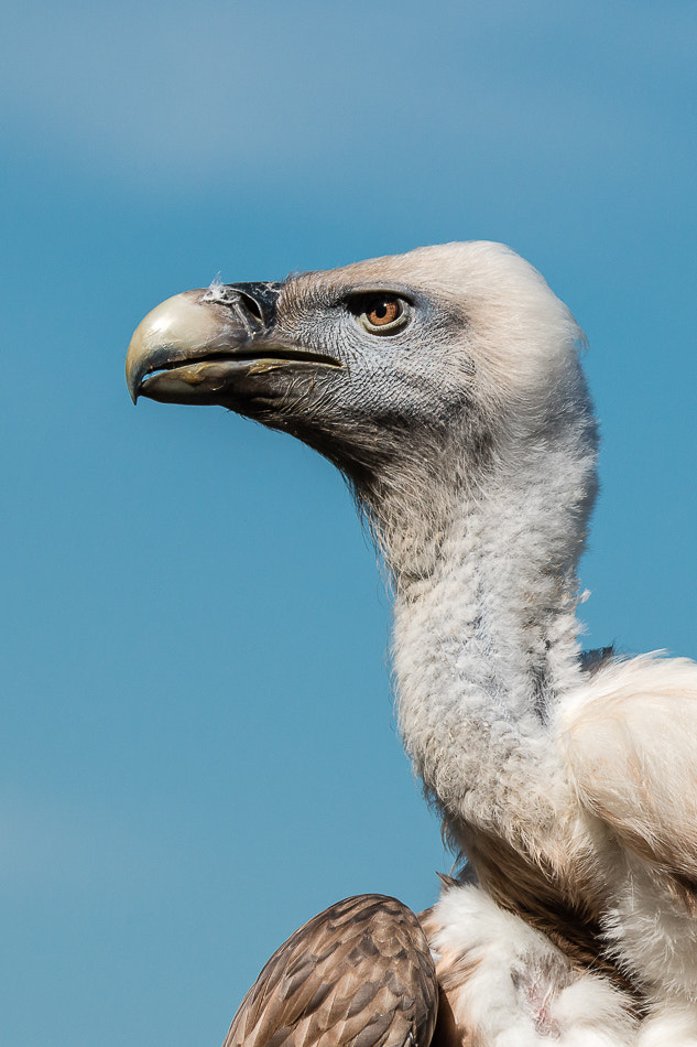 Tamron SP 150-600mm F5-6.3 Di VC USD sample photo. Gänsegeier photography