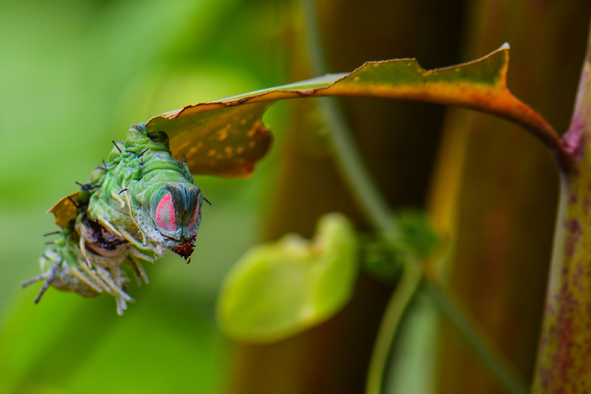 Nikon AF-S Micro-Nikkor 105mm F2.8G IF-ED VR sample photo. Hanging around photography