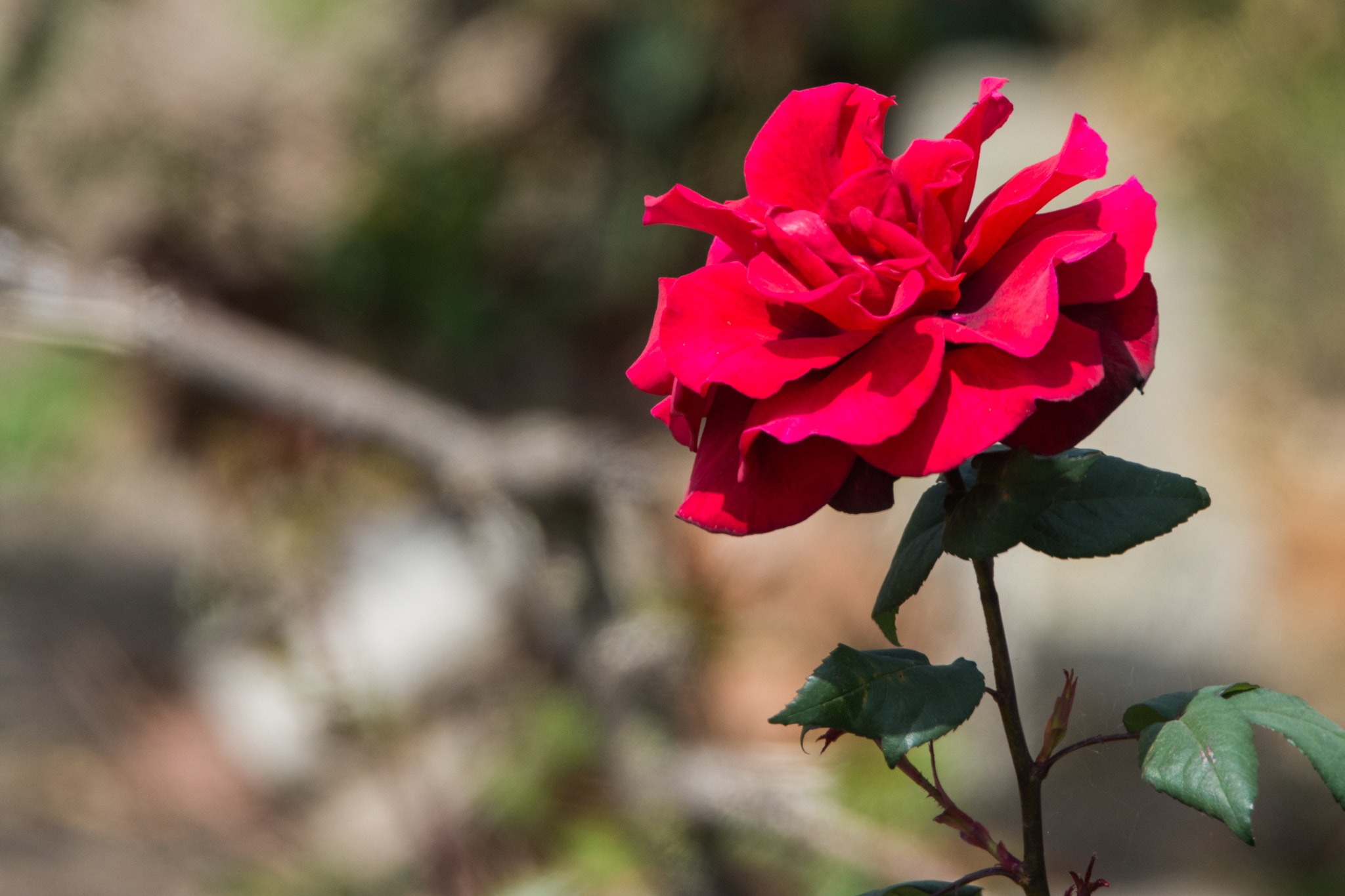 Nikon D7200 sample photo. Rosy outlook photography