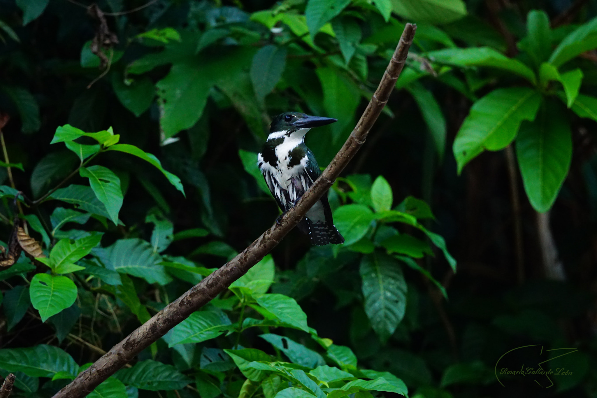 Sony 70-400mm F4-5.6 G SSM II sample photo. Kingfisher: iquitos - perú photography