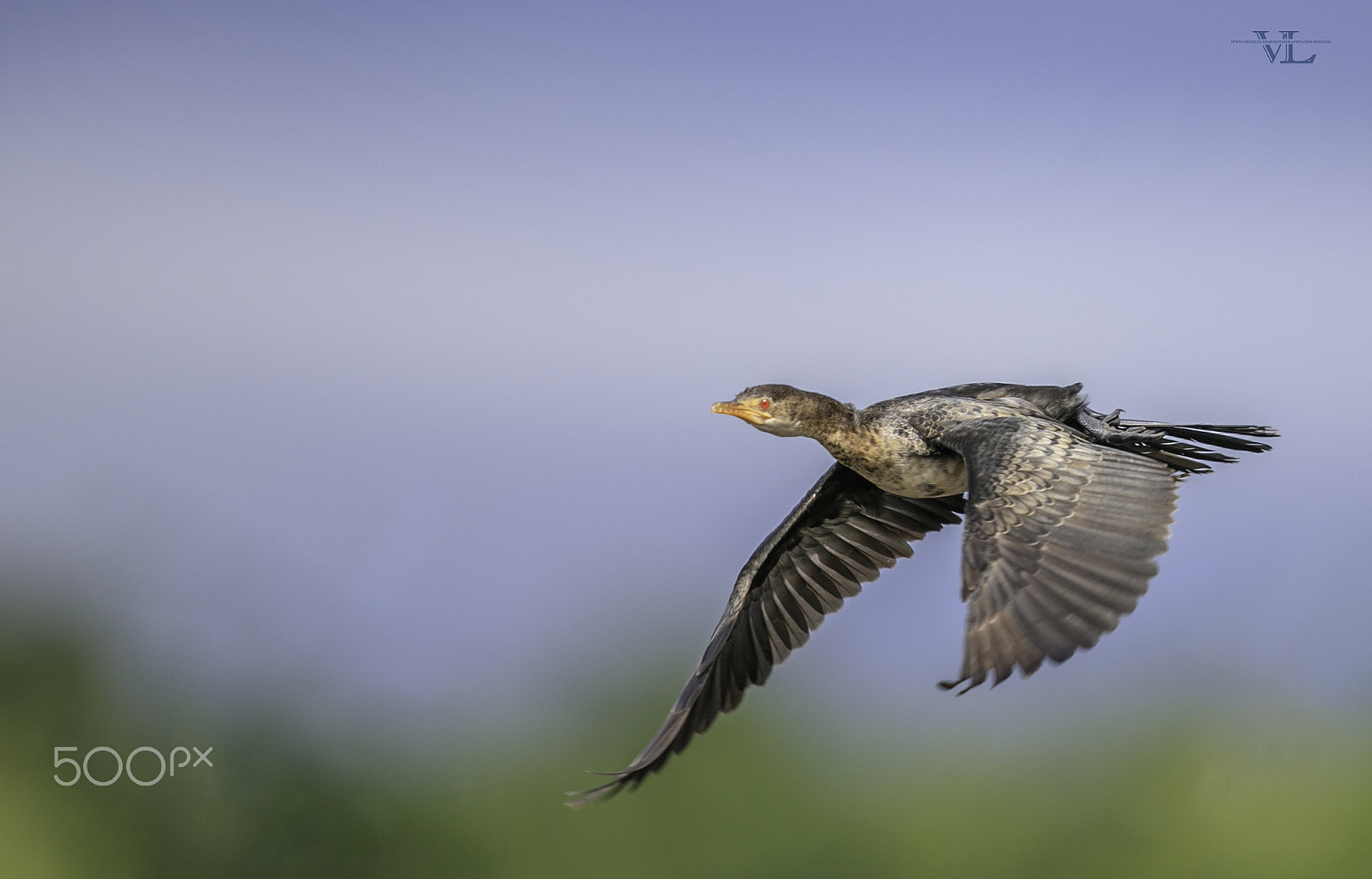 Canon EOS-1D X Mark II sample photo. Cormorant photography