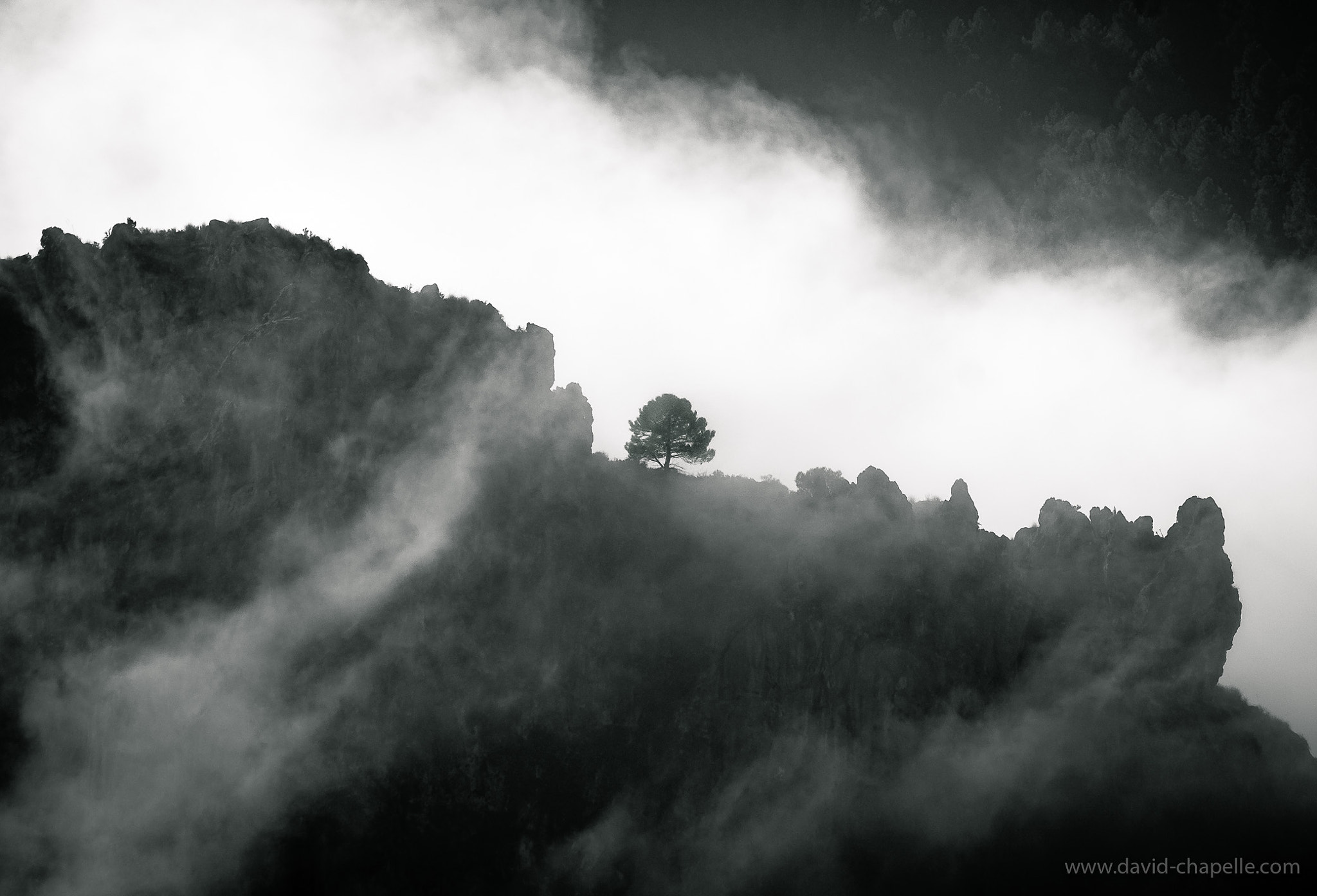 Fujifilm XF 55-200mm F3.5-4.8 R LM OIS sample photo. Lonely tree in fog photography
