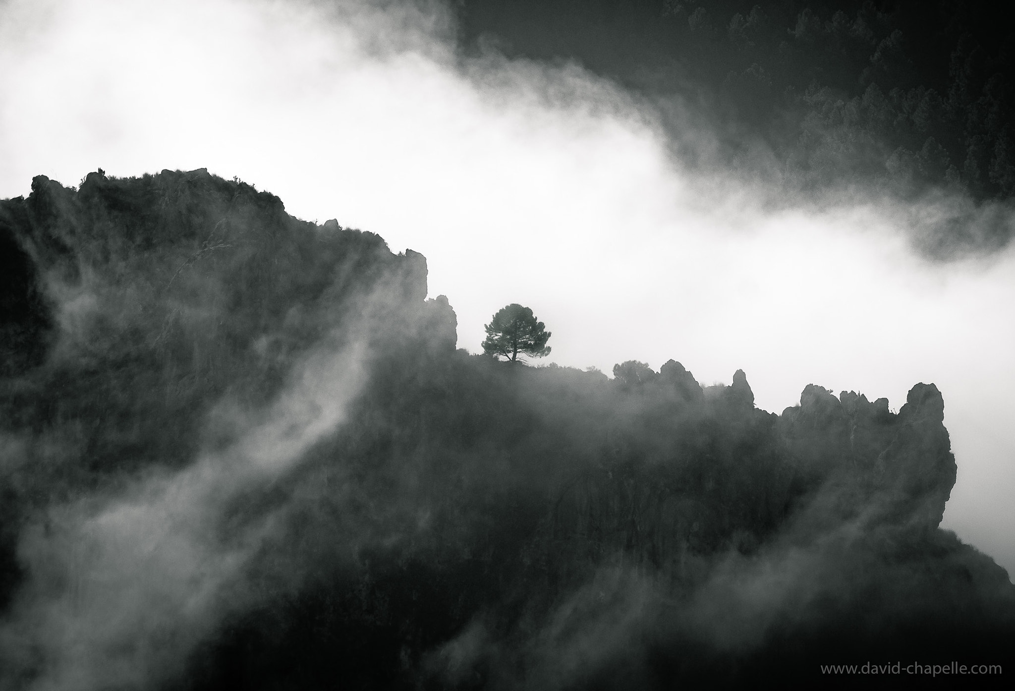 Fujifilm X-E1 + Fujifilm XF 55-200mm F3.5-4.8 R LM OIS sample photo. Lonely tree in fog photography