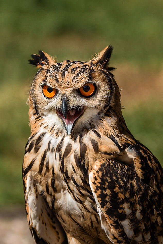 Tamron SP 150-600mm F5-6.3 Di VC USD sample photo. Go away! photography