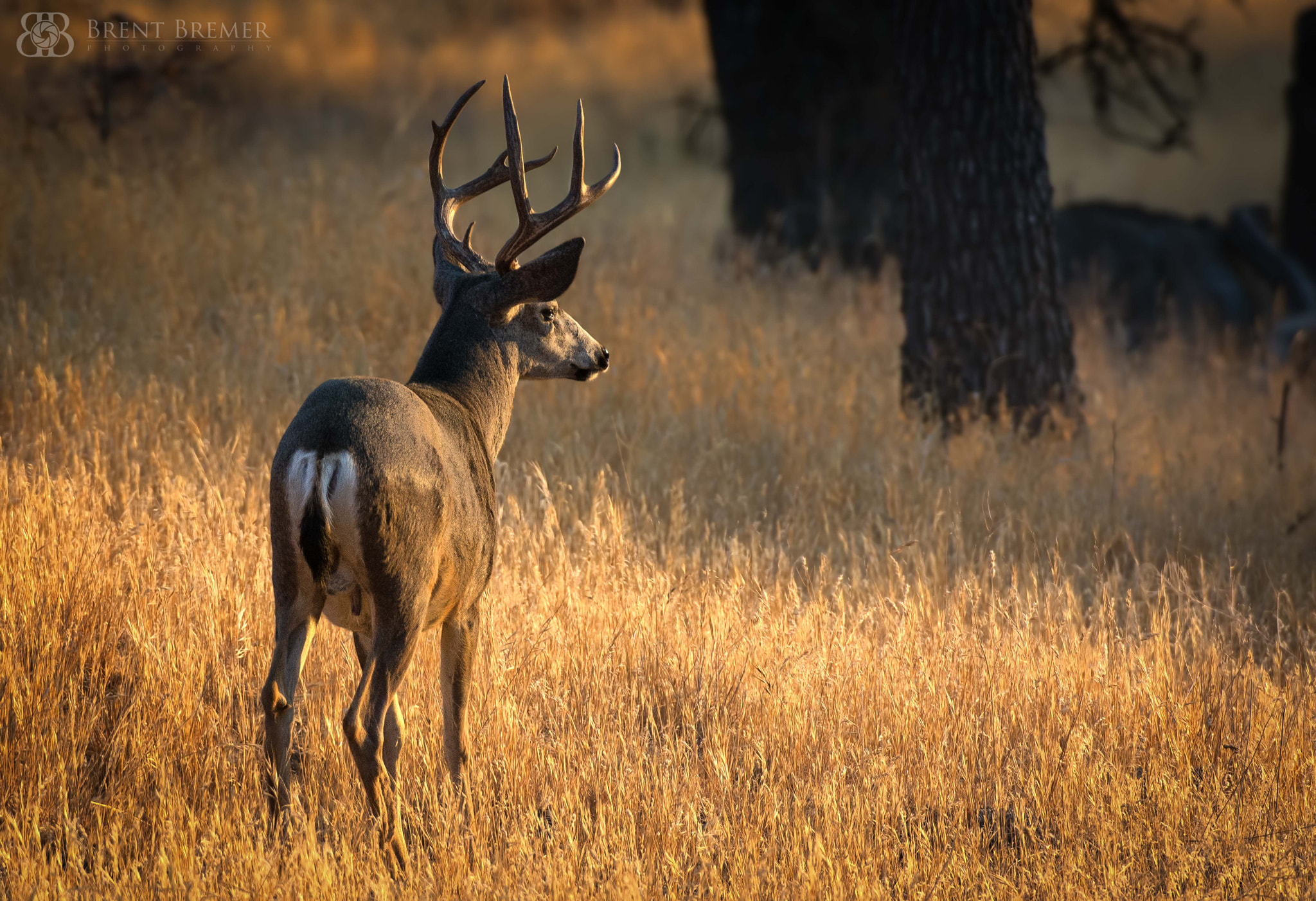 Nikon D7100 sample photo. Sunrise buck photography