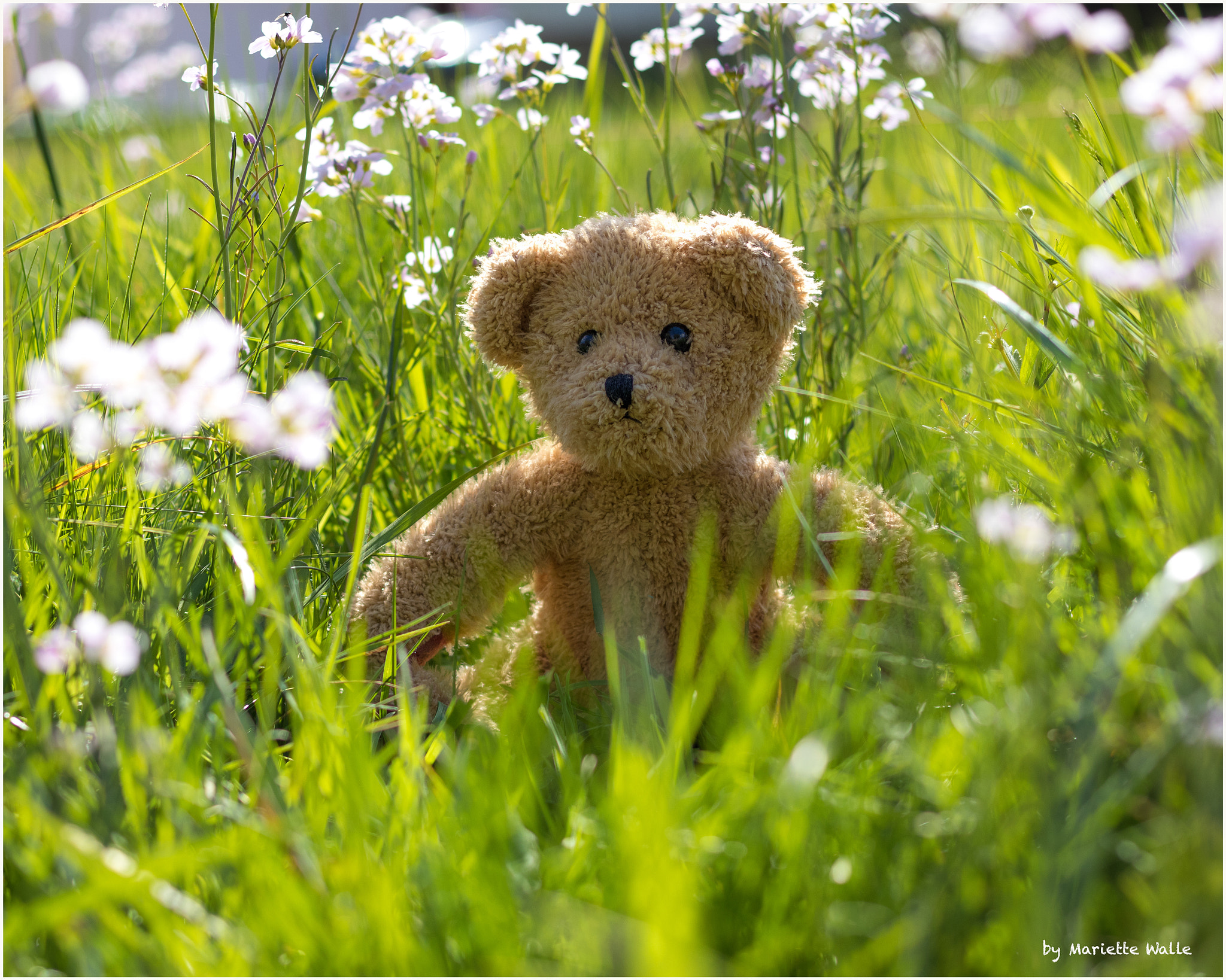 Canon EOS M5 + Canon EF 50mm F1.8 STM sample photo. Teddy in the blooming meadow photography