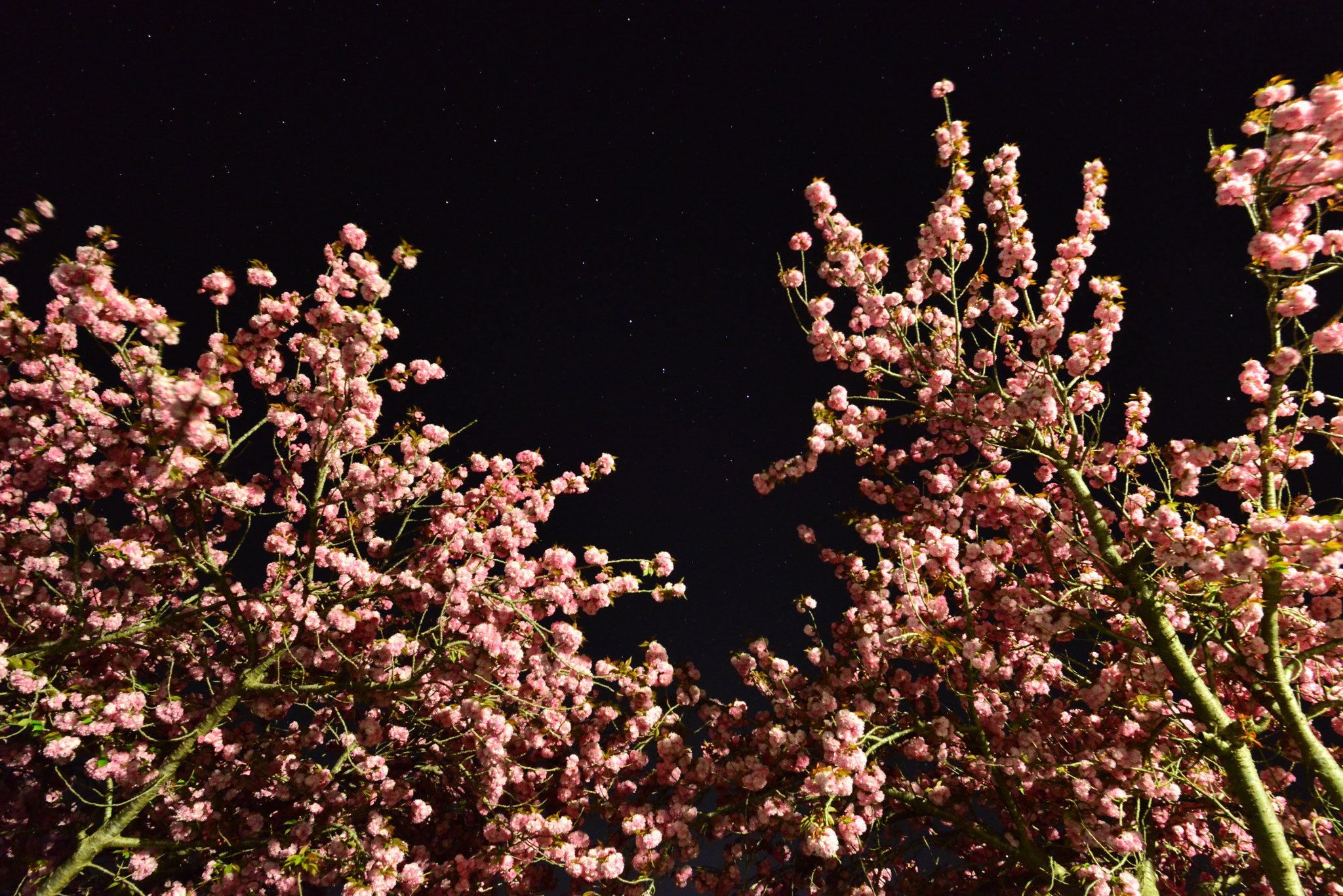 Nikon D800E + Nikon AF-S Nikkor 20mm F1.8G ED sample photo. The big dipper and cherry tree photography