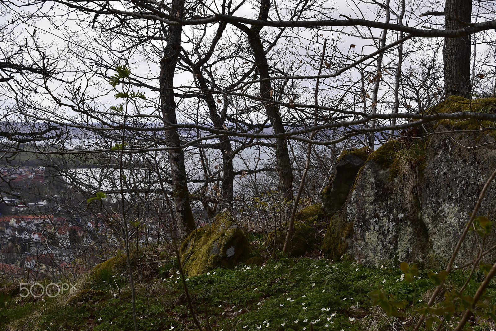 Nikon D5500 sample photo. Husqvarna photography