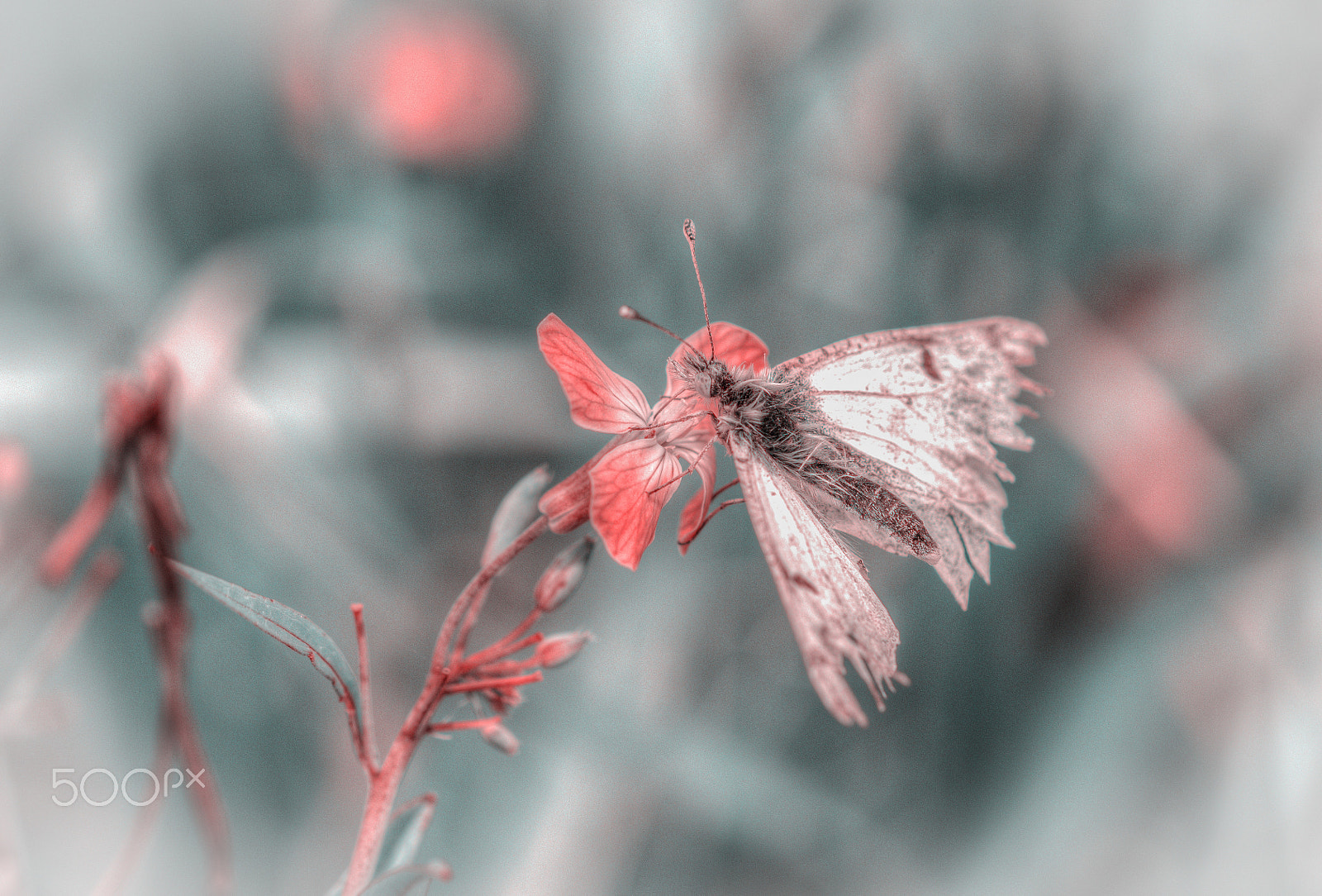 Sigma 105mm F2.8 EX DG OS HSM sample photo. Butterfly photography