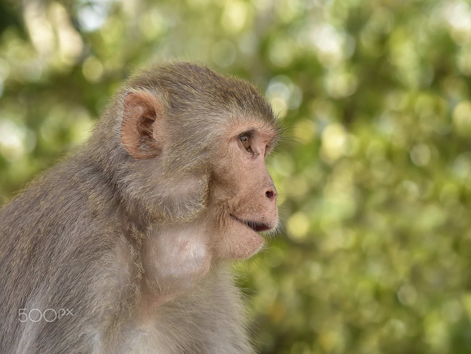 Nikon D810 sample photo. Rhesus macaque photography
