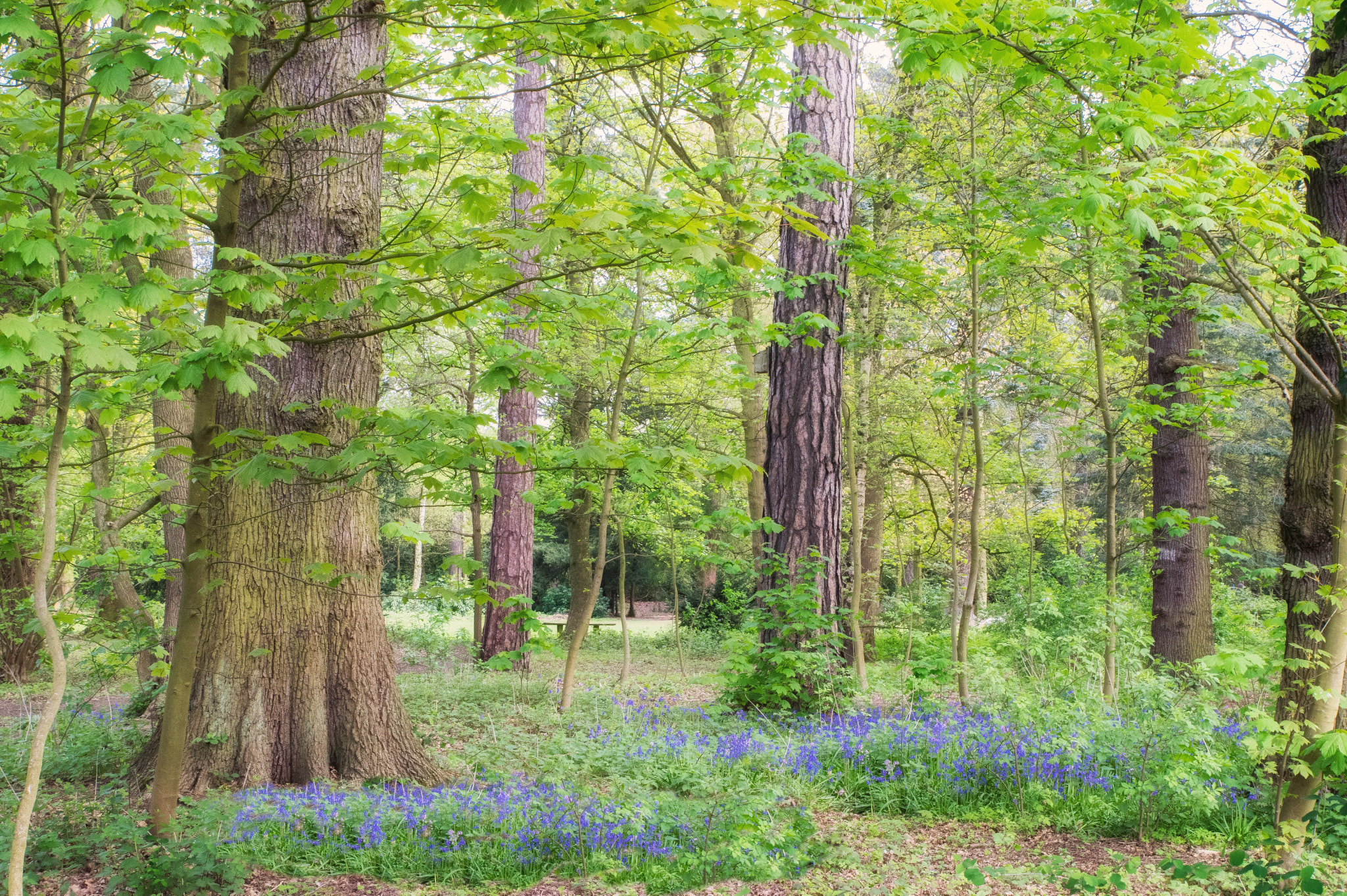 Nikon D3300 sample photo. Bluebells photography