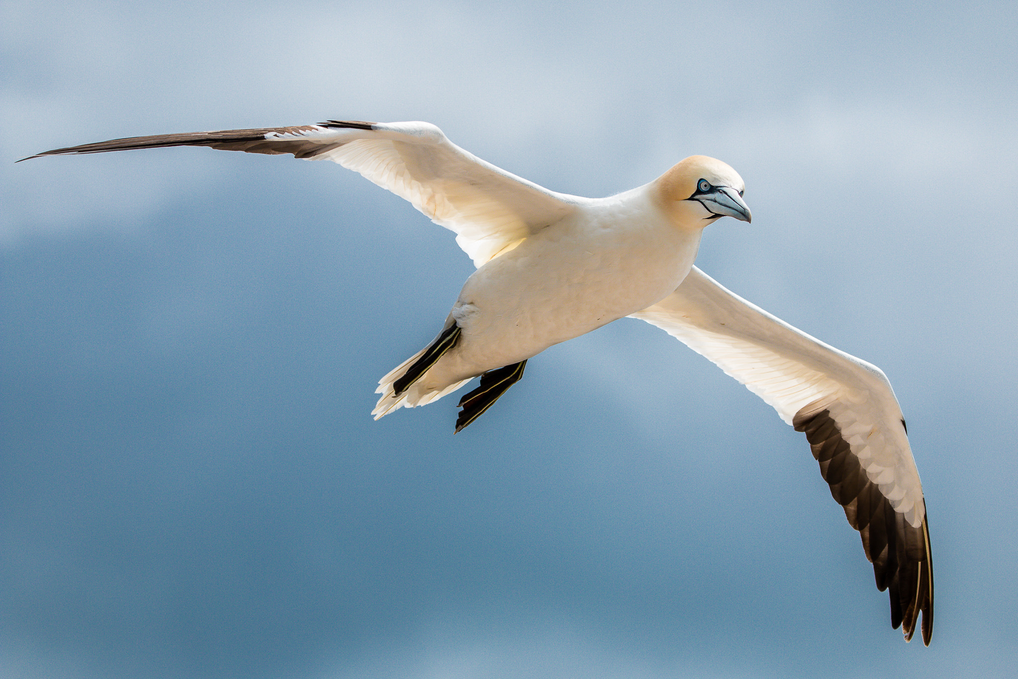 Tamron SP 150-600mm F5-6.3 Di VC USD sample photo. Lufthoheit photography
