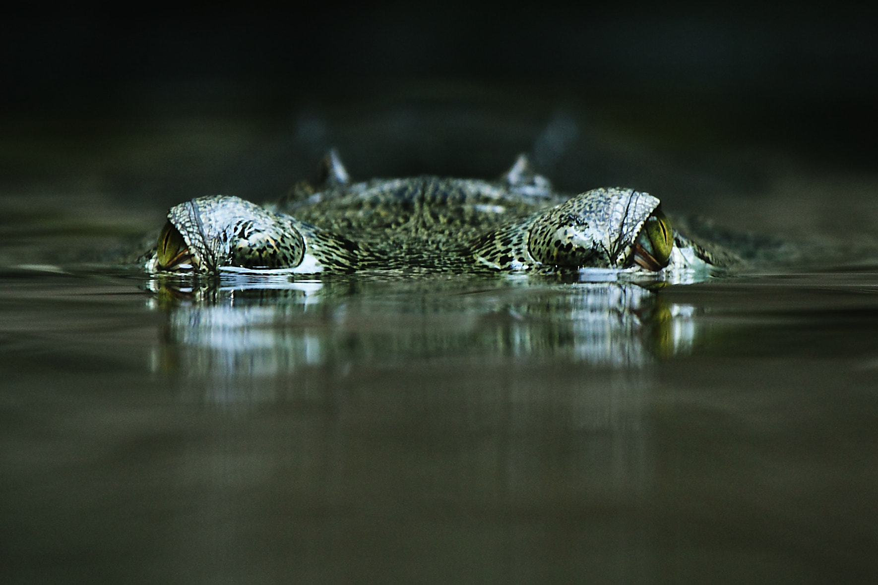 Canon EF 100-400mm F4.5-5.6L IS USM sample photo. Monster from the depths photography
