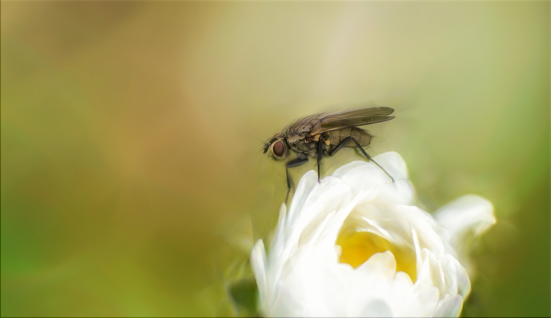 Sony a7R II + Sony FE 70-200mm F2.8 GM OSS sample photo. Schnee.ball.fliege ... photography