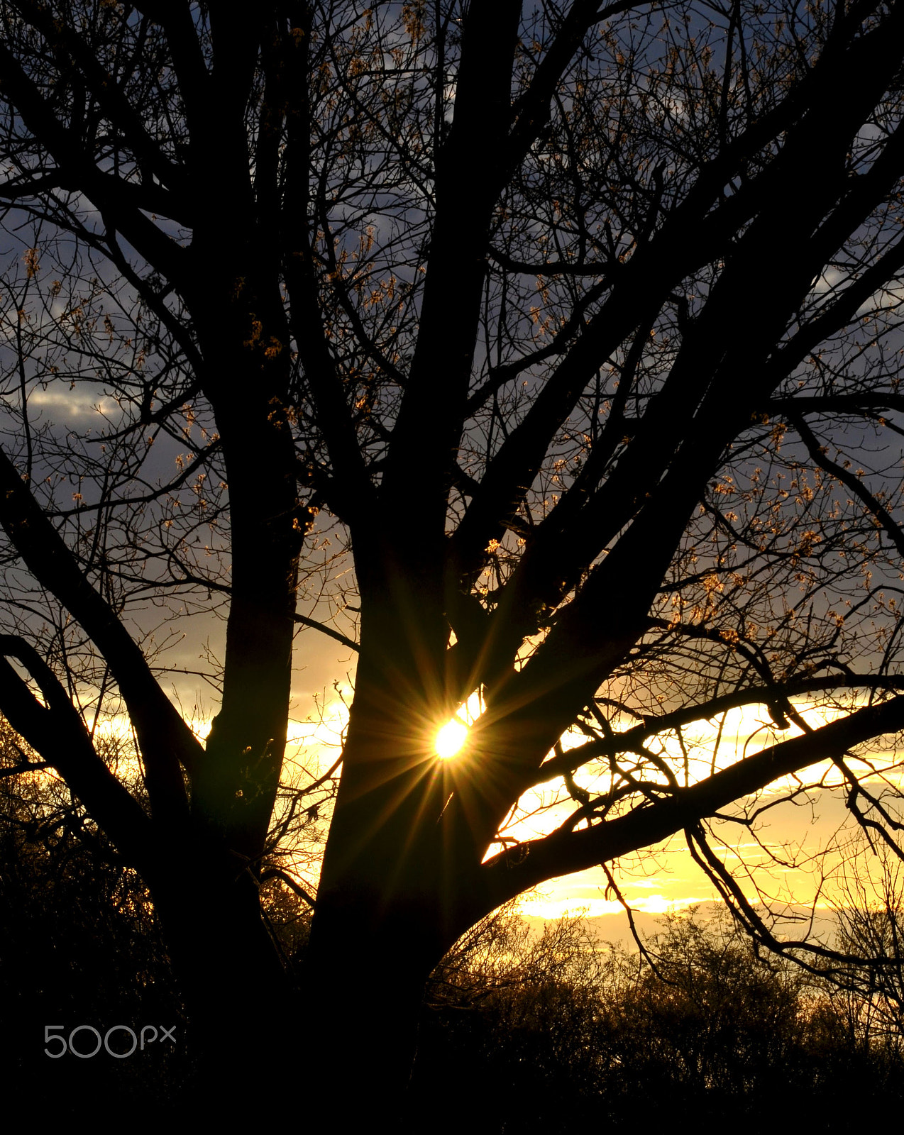 Nikon D5100 + Sigma 70-200mm F2.8 EX DG OS HSM sample photo. Setting sun thru a tree trunk photography