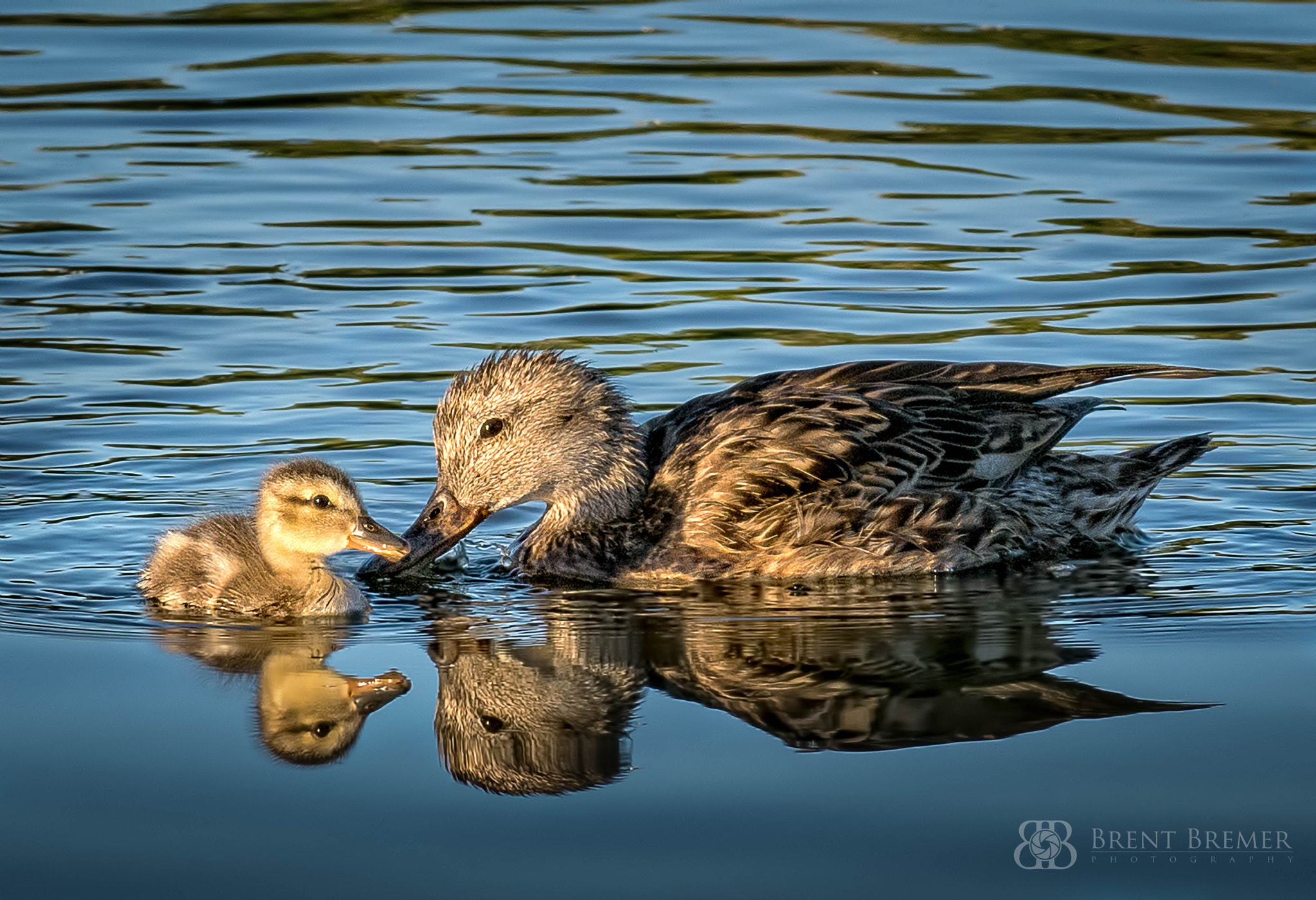 Nikon D7100 sample photo. Duck and duckling photography