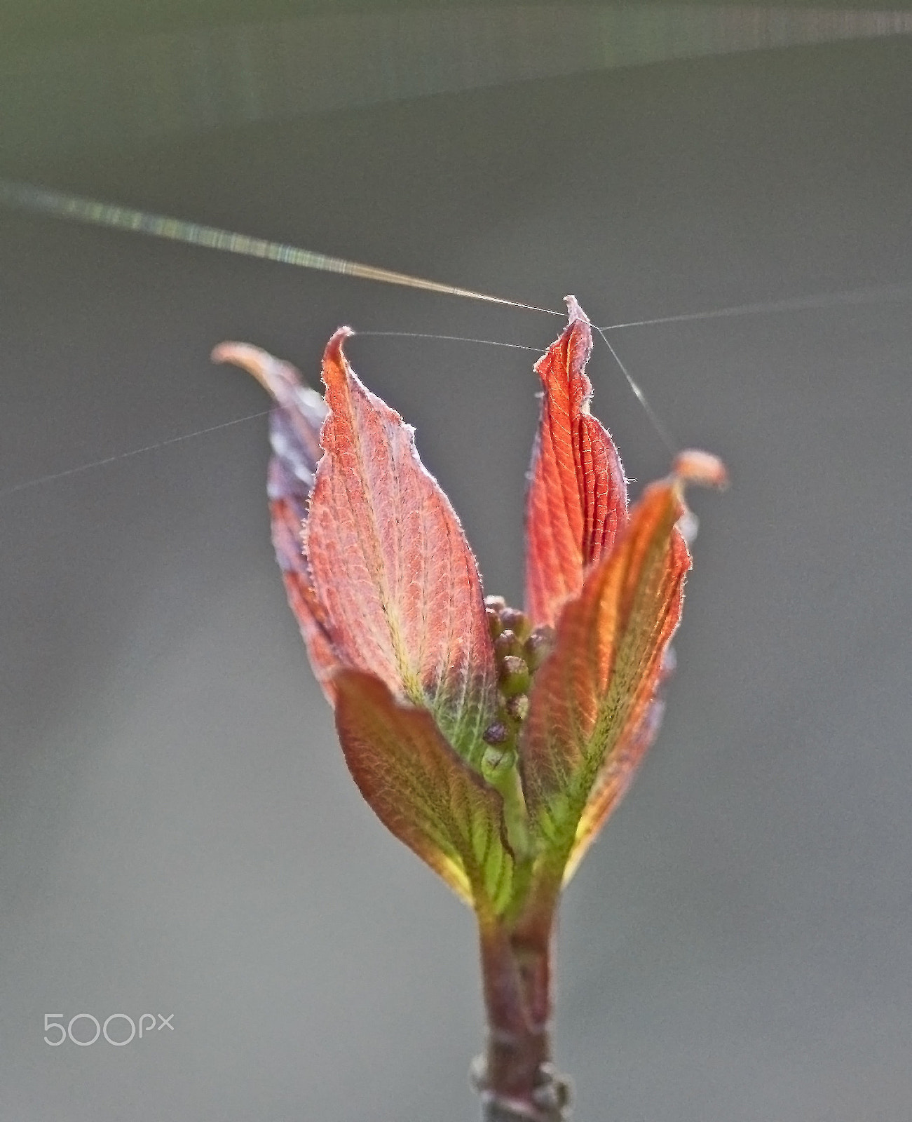 Sigma 105mm F2.8 EX DG Macro sample photo. Dogwood buds & rainbows! photography