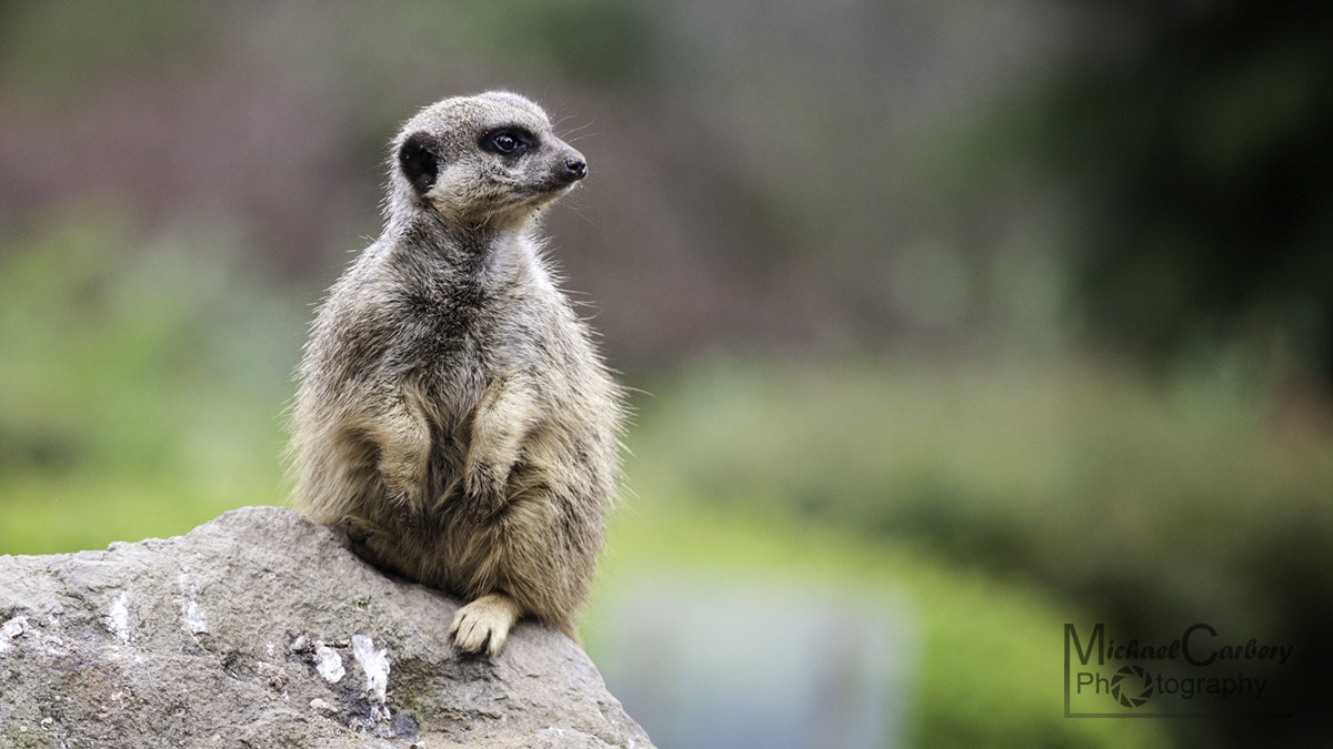 Canon EOS 5D + Canon EF 70-200mm F4L USM sample photo. Compare the meerkat photography