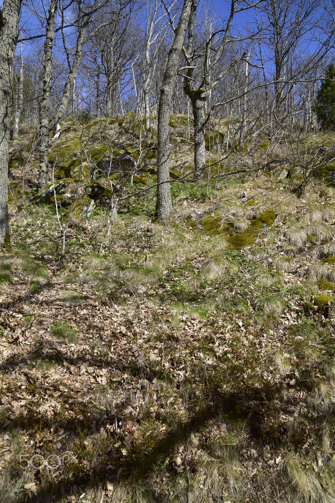 Nikon D5500 sample photo. Husqvarna photography