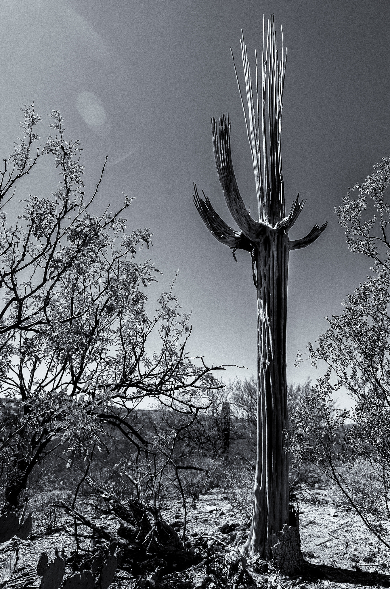 Super-Vario-Elmar-T  1:3.5-4.5 / 11-23 ASPH. sample photo. Dying cactus photography