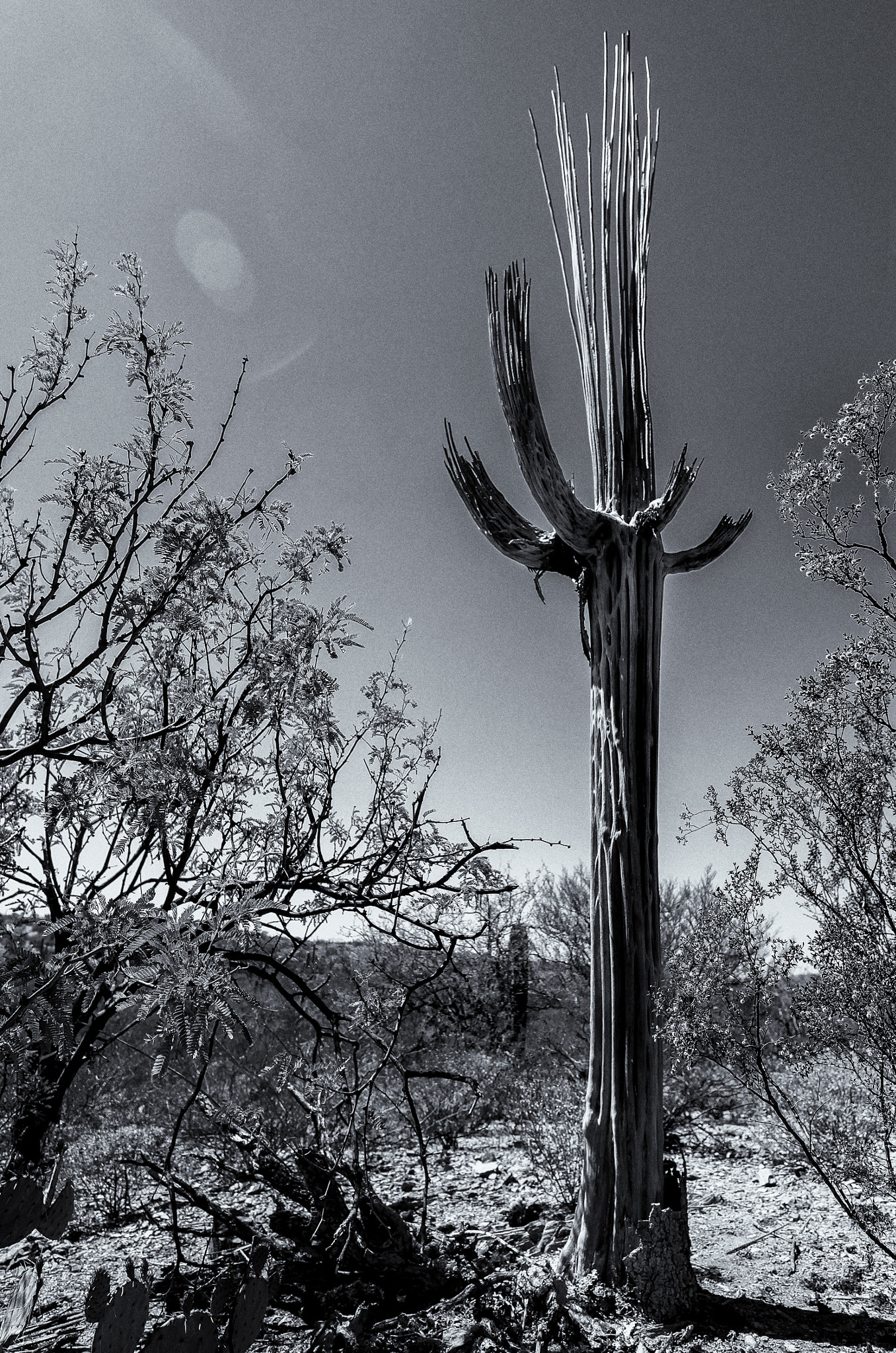 Leica T (Typ 701) sample photo. Dying cactus photography