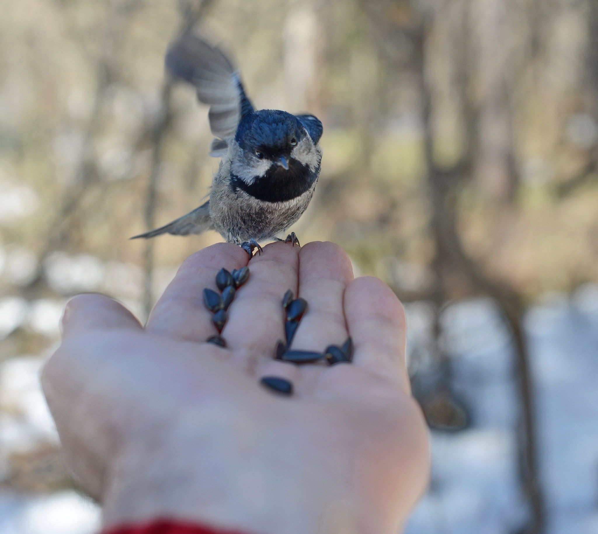 Nikon D800 + Nikon AF-S Nikkor 50mm F1.4G sample photo. Доверие. periparus ater photography