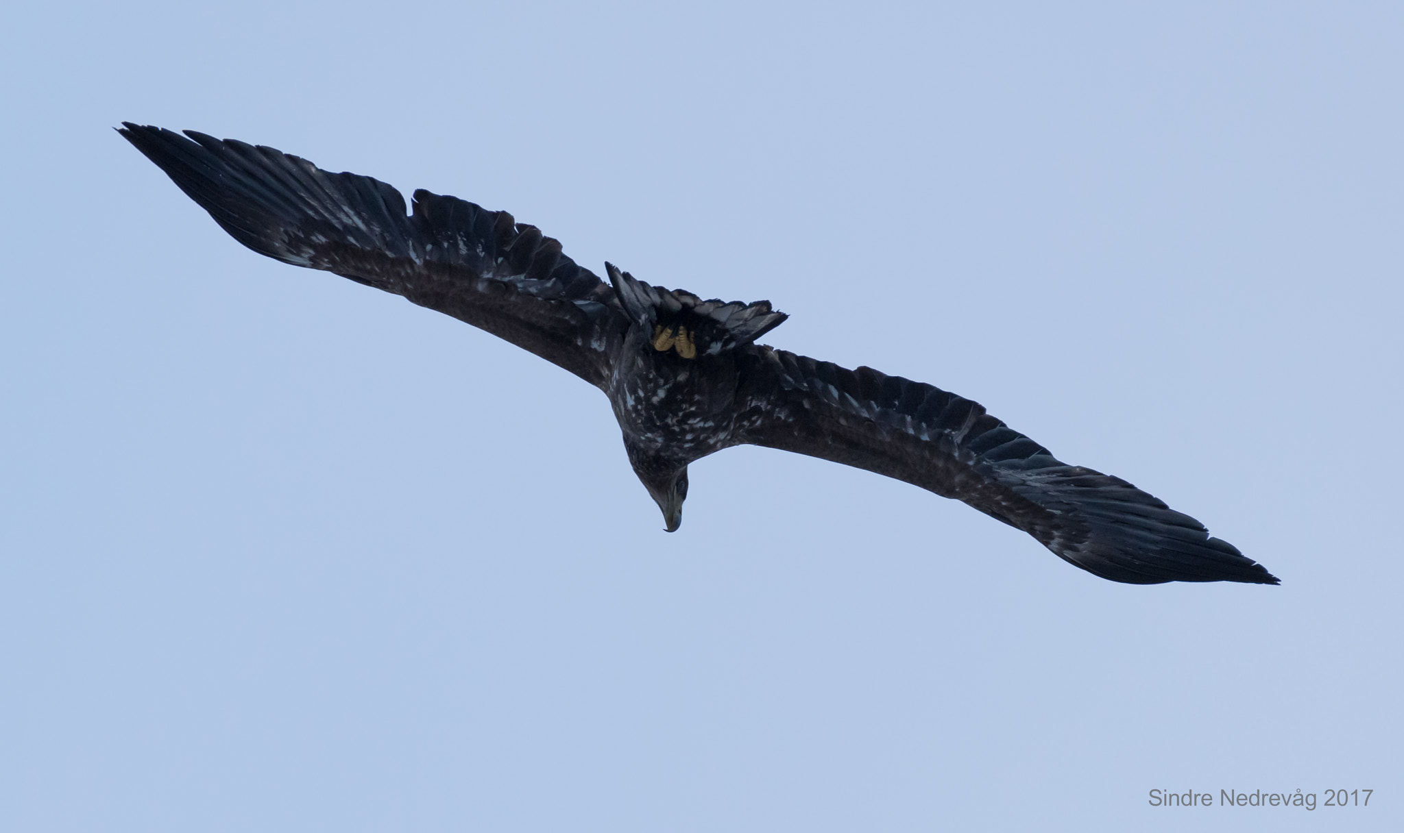 Nikon AF-S Nikkor 200-500mm F5.6E ED VR sample photo. Hello up there ! photography