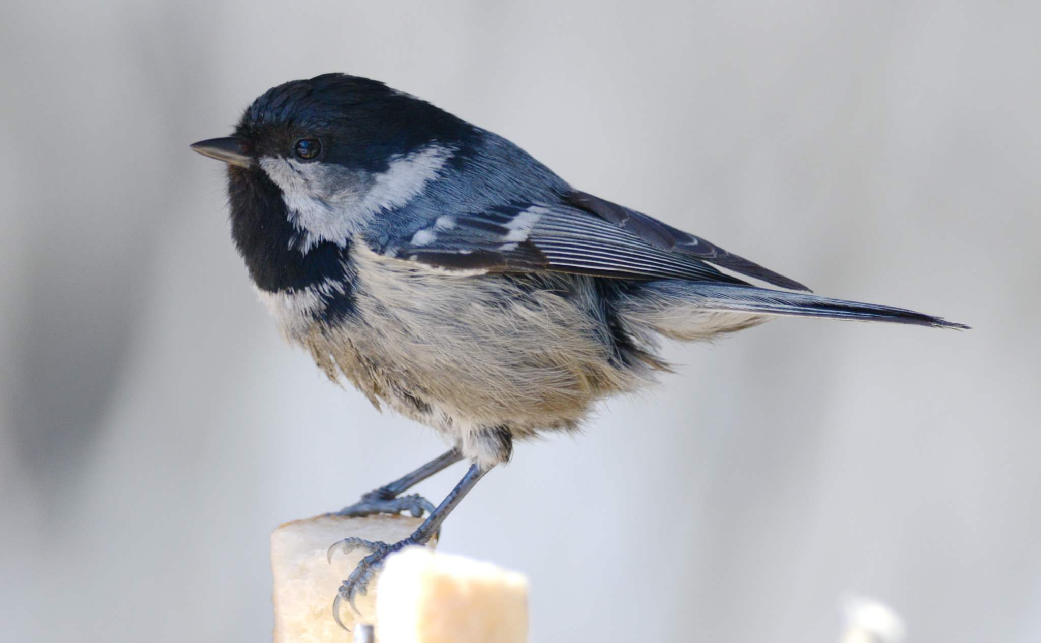 Nikon D800 + Nikon AF-S Nikkor 300mm F4D ED-IF sample photo. Periparus ater. photography