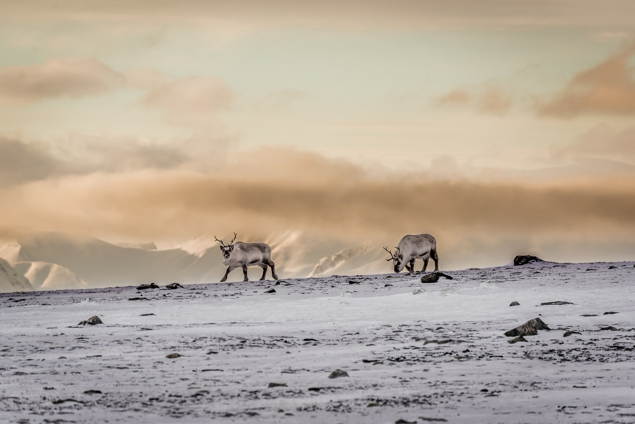 Nikon D750 sample photo. Svalbard reindeer at elveneset 1 photography