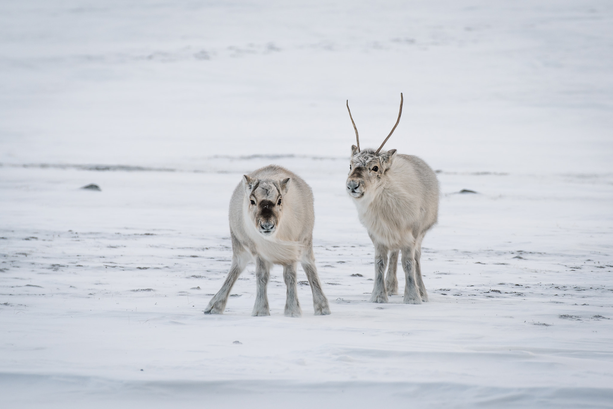 Nikon D750 + Tamron SP 70-300mm F4-5.6 Di VC USD sample photo. Svalbard reindeer at elveneset 2 photography