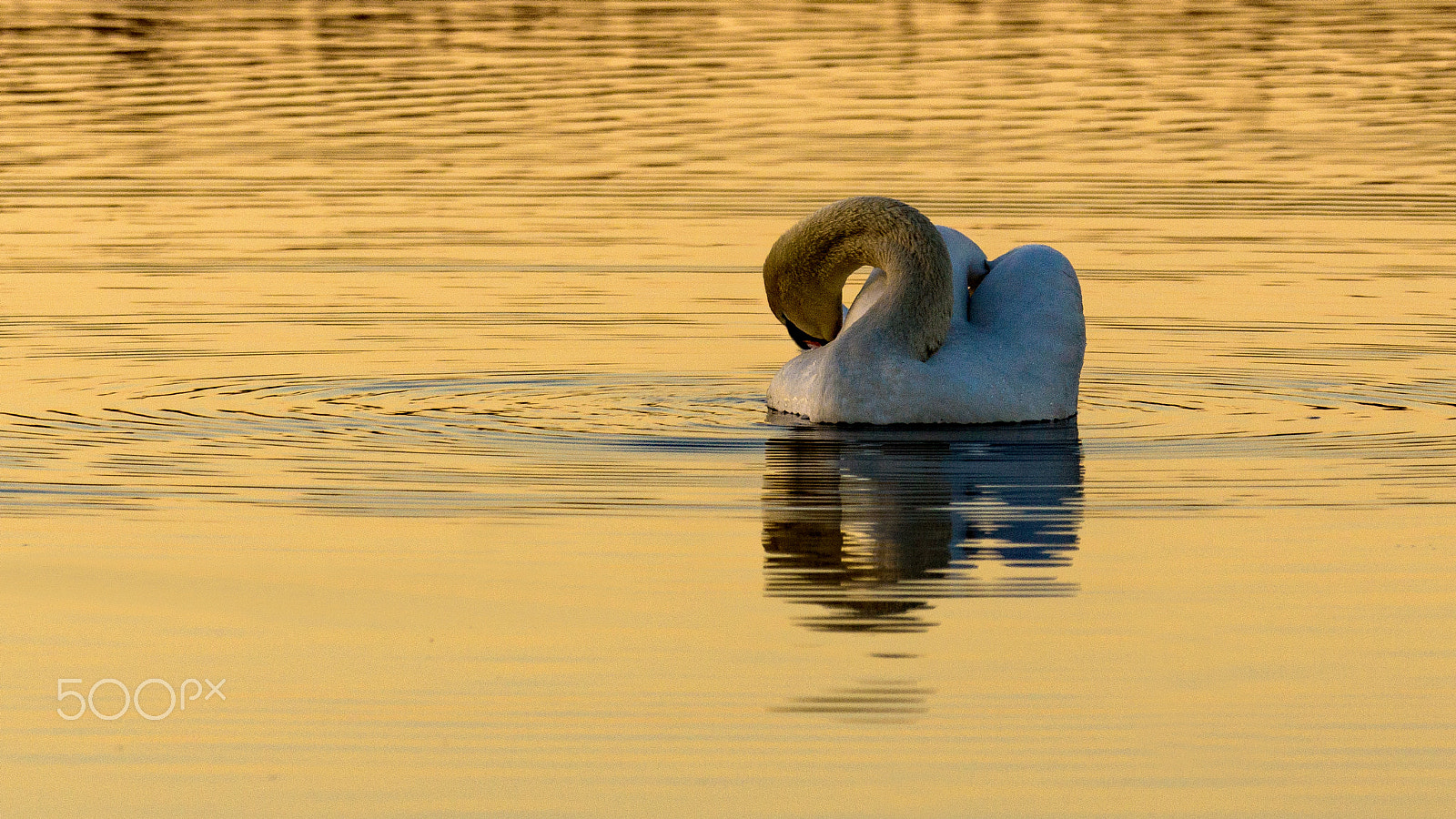 Sony 70-300mm F4.5-5.6 G SSM sample photo. Golden photography