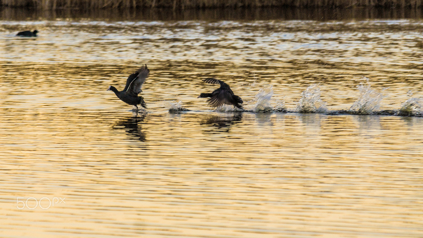 Sony SLT-A77 + Sony 70-300mm F4.5-5.6 G SSM sample photo. I'm gonna get you... photography