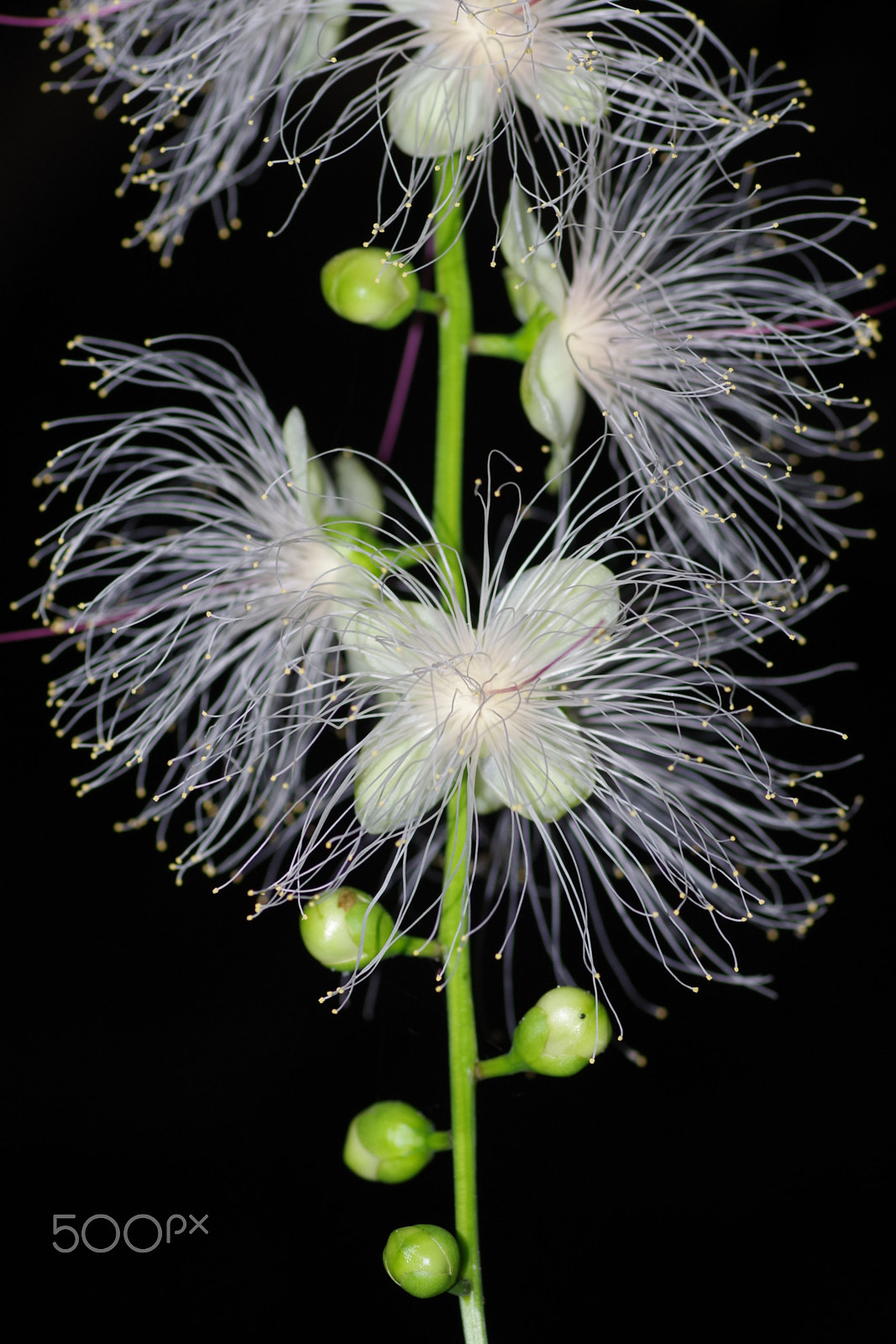 Pentax K-S2 + Pentax smc D-FA 100mm F2.8 Macro WR sample photo. 穗花棋盤腳 barringtonia racemosa photography