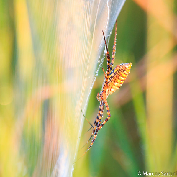 Canon EOS 70D + Canon EF 100-400mm F4.5-5.6L IS USM sample photo. Fazenda img photography