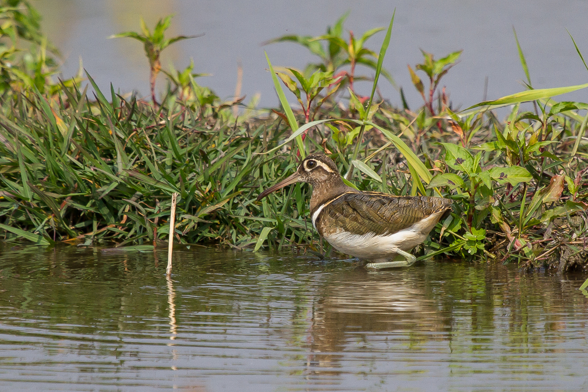Canon EOS 7D + Canon EF 100-400mm F4.5-5.6L IS USM sample photo. Greater painted-snipe (彩鷸) photography