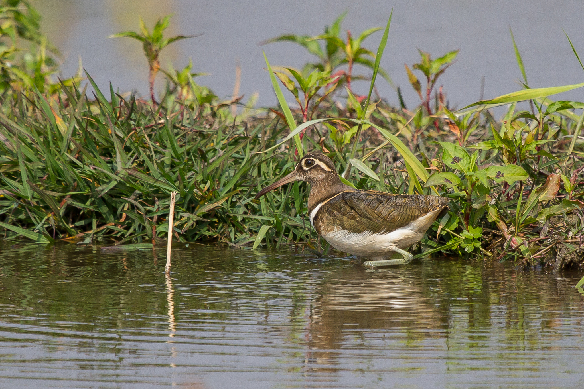 Canon EF 100-400mm F4.5-5.6L IS USM sample photo. Greater painted-snipe (彩鷸) photography