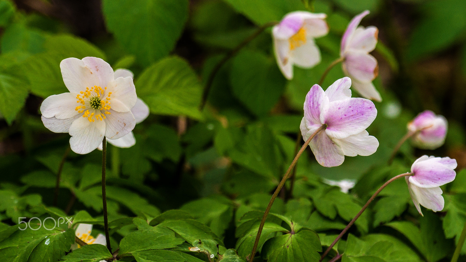 Sony SLT-A77 sample photo. Simply spring photography