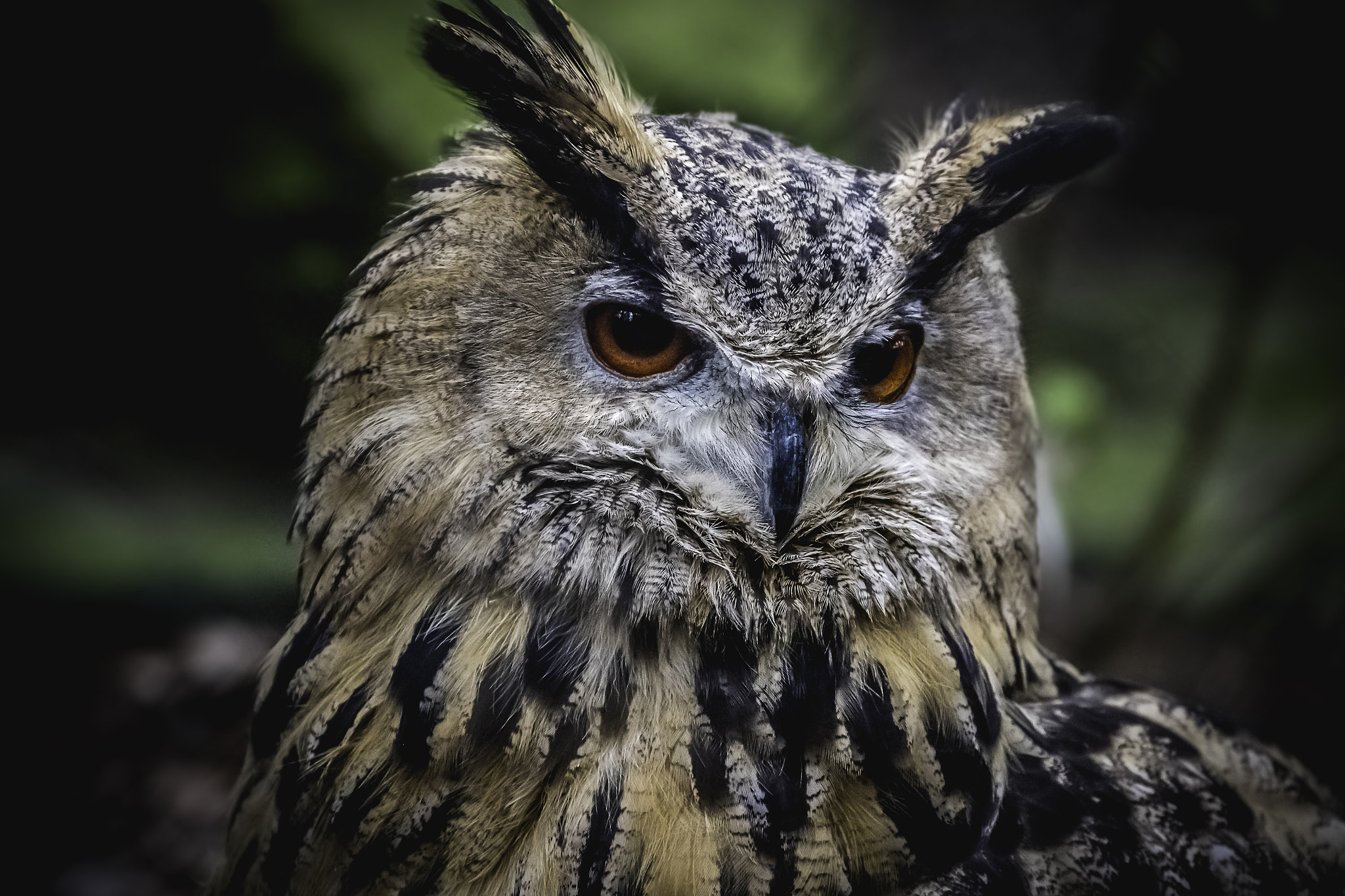 Canon EF 70-300mm F4-5.6L IS USM sample photo. Eagle owl portrait photography