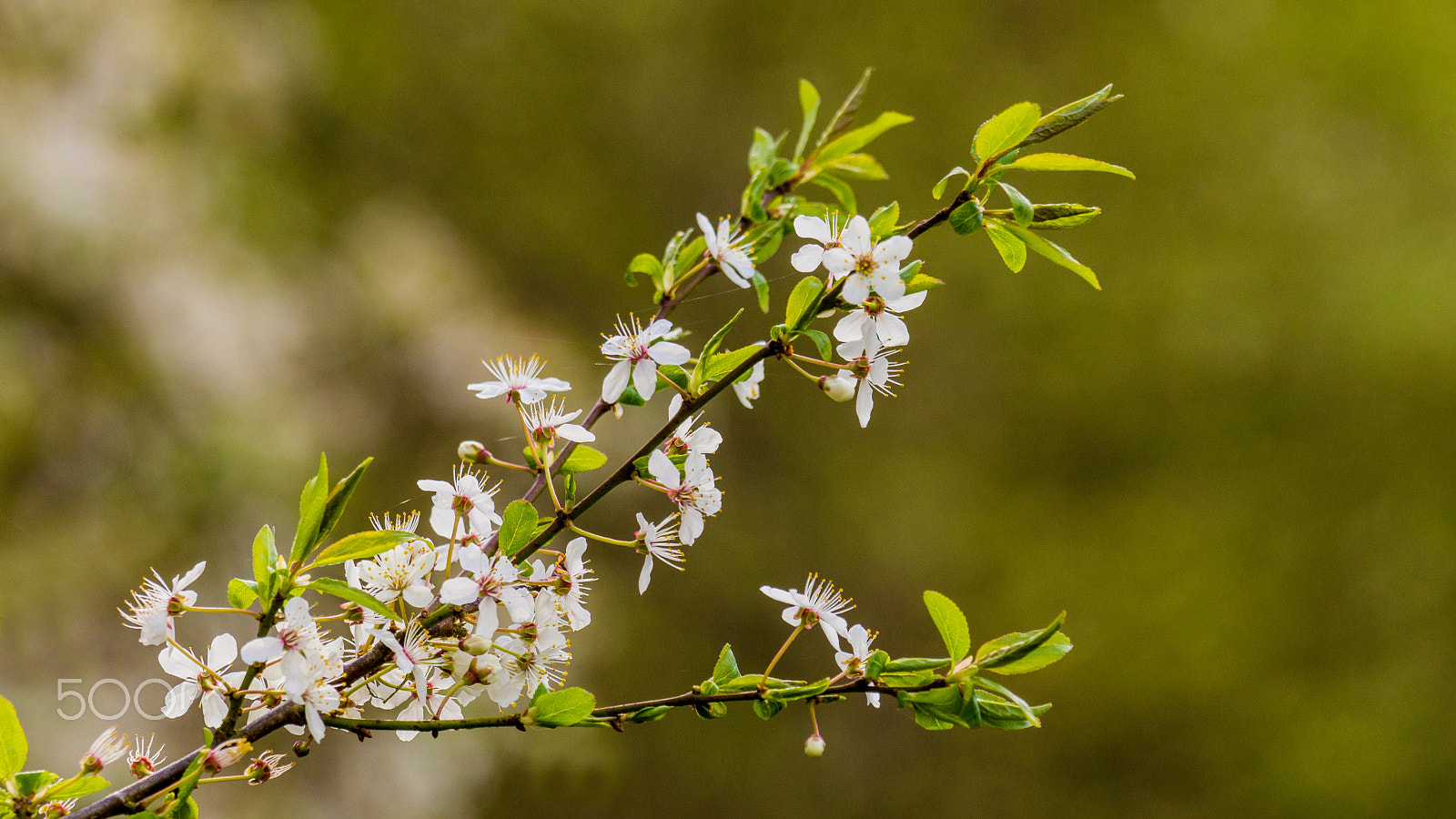 Sony 70-300mm F4.5-5.6 G SSM sample photo. Spring blossoms photography